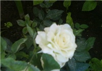 8521d7f6-DSC00772 800x600 800x600.jpg